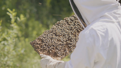 Comment contribuer à la protection des abeilles - Journée mondiale de l'abeille & jour de la terre