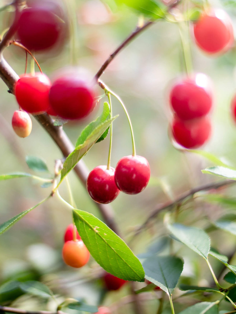 Cupid Cherry – labontedelapomme