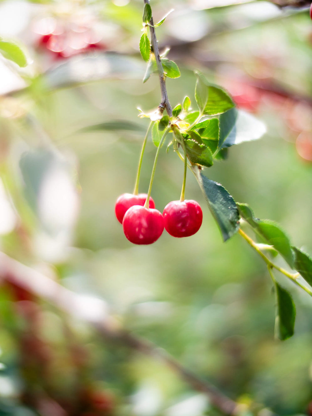 Juliette_P1911734_1080x.jpg?v=